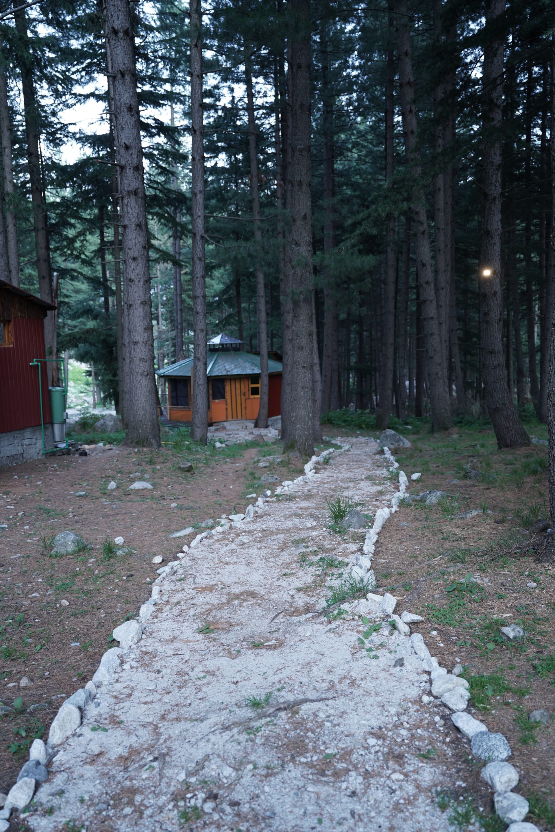 Winding stone-bordered pathway through pine forest at dusk