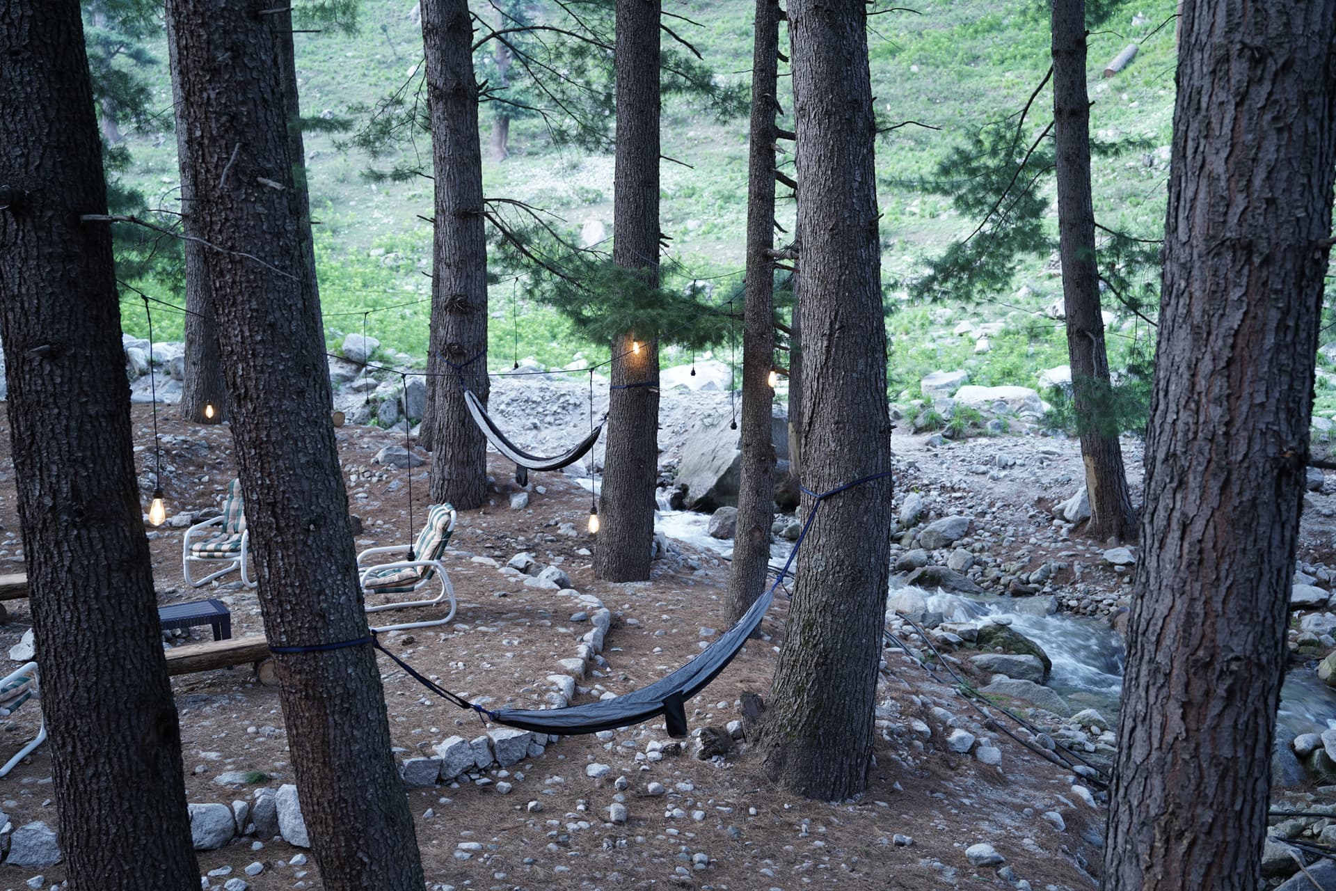 Hammocks strung between pine trees with stream in background